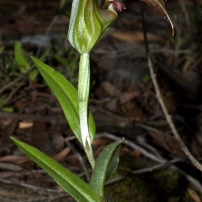 Pterostylis pulchella (Waterfall Greenhood) at Browns Mountain, NSW - 25 Feb 2009 by AlanS