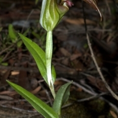 Pterostylis pulchella (Waterfall Greenhood) at Browns Mountain, NSW - 25 Feb 2009 by AlanS