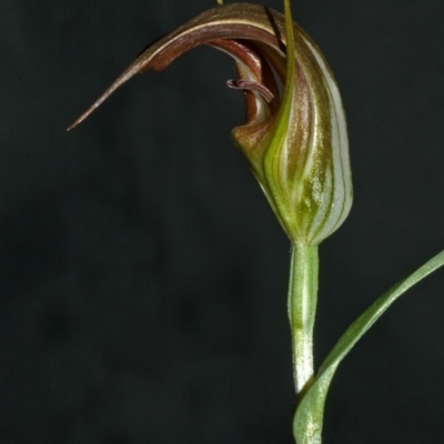 Pterostylis pulchella (Waterfall Greenhood) at Browns Mountain, NSW - 11 Apr 2008 by AlanS
