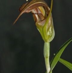 Pterostylis pulchella at Browns Mountain, NSW - suppressed