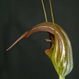 Pterostylis pulchella at Browns Mountain, NSW - suppressed