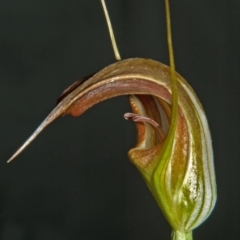 Pterostylis pulchella at Browns Mountain, NSW - suppressed