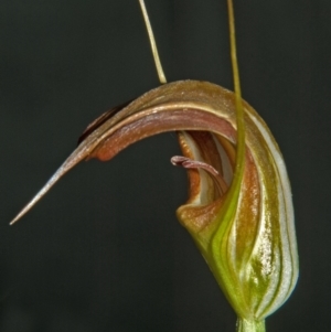 Pterostylis pulchella at Browns Mountain, NSW - 11 Apr 2008