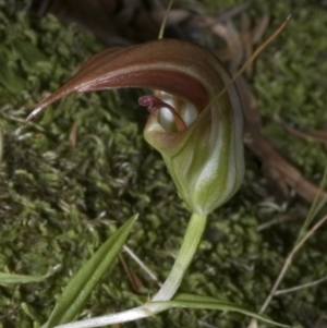 Pterostylis pulchella at Barrengarry, NSW - 4 Mar 2006