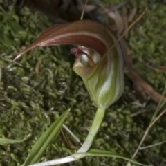 Pterostylis pulchella (Waterfall Greenhood) at Barrengarry, NSW - 3 Mar 2006 by AlanS