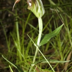 Pterostylis pulchella at Barrengarry, NSW - 4 Mar 2006