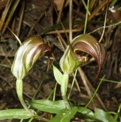 Pterostylis pulchella at Barrengarry, NSW - 4 Mar 2006