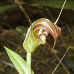 Pterostylis pulchella at Barrengarry, NSW - 4 Mar 2006