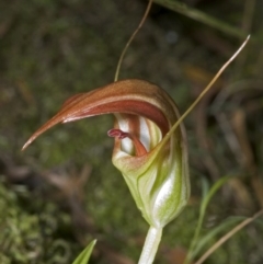 Pterostylis pulchella at Barrengarry, NSW - 4 Mar 2006