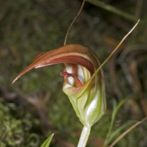 Pterostylis pulchella at Barrengarry, NSW - 4 Mar 2006