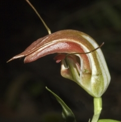 Pterostylis pulchella (Waterfall Greenhood) at Browns Mountain, NSW - 31 Mar 2006 by AlanS