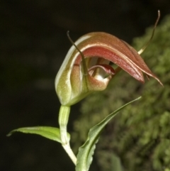 Pterostylis pulchella at Browns Mountain, NSW - suppressed