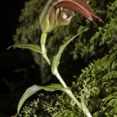 Pterostylis pulchella at Browns Mountain, NSW - 1 Apr 2006