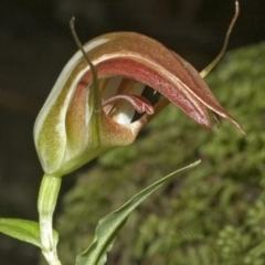 Pterostylis pulchella at Browns Mountain, NSW - suppressed