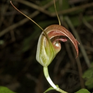 Pterostylis pulchella at Browns Mountain, NSW - suppressed