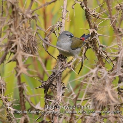 Neochmia temporalis (Red-browed Finch) at Ulladulla, NSW - 13 Feb 2019 by CharlesDove