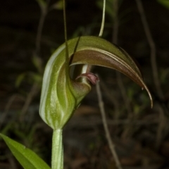 Pterostylis pulchella (Waterfall Greenhood) at Barrengarry, NSW - 26 Feb 2009 by AlanS