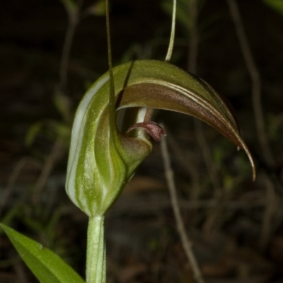 Pterostylis pulchella (Waterfall Greenhood) at Barrengarry, NSW - 26 Feb 2009 by AlanS