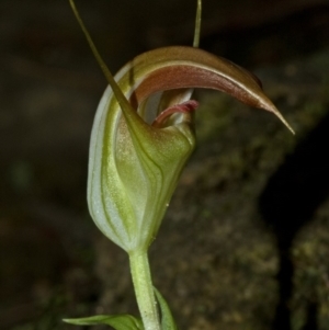 Pterostylis pulchella at Barrengarry, NSW - 26 Feb 2009