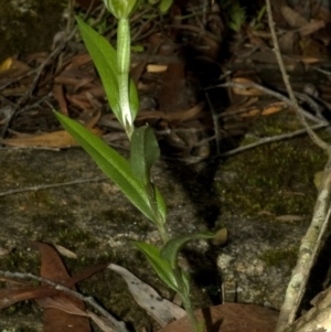 Pterostylis pulchella at Barrengarry, NSW - 26 Feb 2009