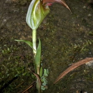 Pterostylis pulchella at Barrengarry, NSW - 26 Feb 2009