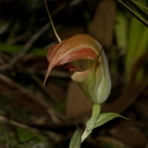 Pterostylis pulchella at Wildes Meadow, NSW - 20 Feb 2011