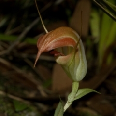 Pterostylis pulchella (Waterfall Greenhood) at Morton National Park - 19 Feb 2011 by AlanS