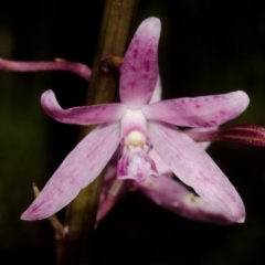 Dipodium punctatum (Blotched Hyacinth Orchid) at East Lynne, NSW - 18 Dec 2013 by AlanS