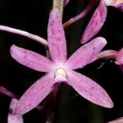 Dipodium punctatum at East Lynne, NSW - suppressed