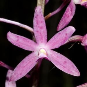 Dipodium punctatum at East Lynne, NSW - 19 Dec 2013