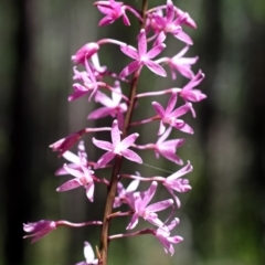 Dipodium punctatum at East Lynne, NSW - suppressed