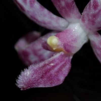 Dipodium punctatum (Blotched Hyacinth Orchid) at Budgong, NSW - 4 Jan 2009 by AlanS