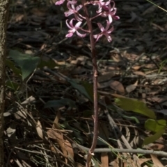 Dipodium punctatum at Budgong, NSW - suppressed