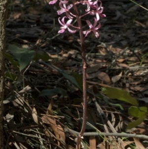 Dipodium punctatum at Budgong, NSW - suppressed