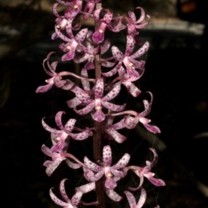 Dipodium punctatum at Budgong, NSW - suppressed