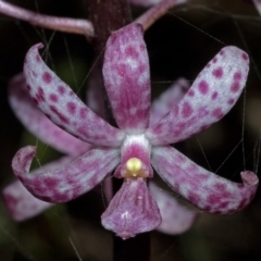 Dipodium punctatum at Budgong, NSW - suppressed