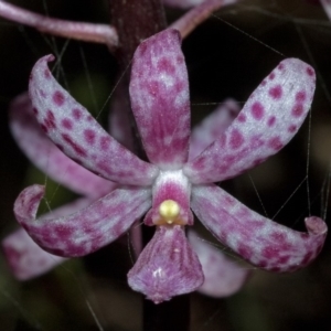 Dipodium punctatum at Budgong, NSW - suppressed