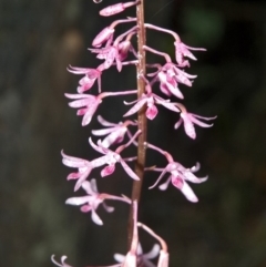 Dipodium punctatum (Blotched Hyacinth Orchid) at Budgong, NSW - 27 Dec 2010 by AlanS