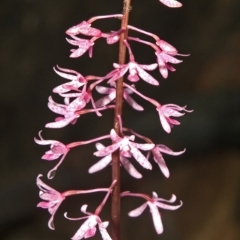 Dipodium punctatum at Budgong, NSW - 27 Dec 2010