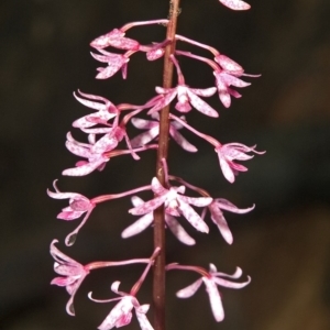 Dipodium punctatum at Budgong, NSW - suppressed