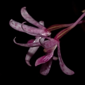 Dipodium punctatum at Budgong, NSW - suppressed