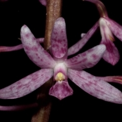 Dipodium punctatum at Budgong, NSW - suppressed