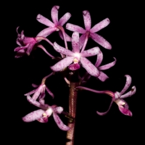 Dipodium punctatum at Budgong, NSW - suppressed