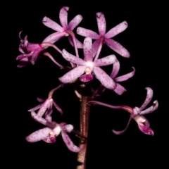 Dipodium punctatum (Blotched Hyacinth Orchid) at Bugong National Park - 21 Dec 2015 by AlanS