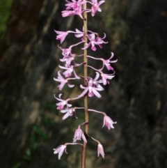 Dipodium punctatum at Budgong, NSW - 22 Dec 2015