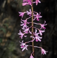 Dipodium punctatum at Budgong, NSW - 22 Dec 2015