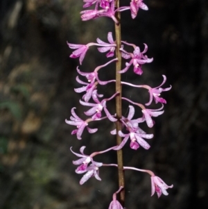 Dipodium punctatum at Budgong, NSW - suppressed