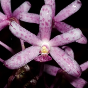 Dipodium punctatum at Budgong, NSW - suppressed