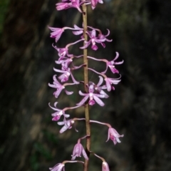 Dipodium punctatum at Budgong, NSW - suppressed