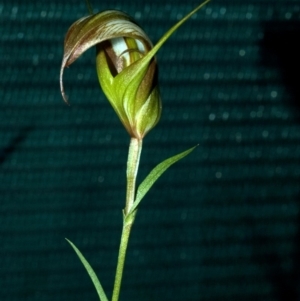 Diplodium reflexum at Batemans Bay, NSW - suppressed